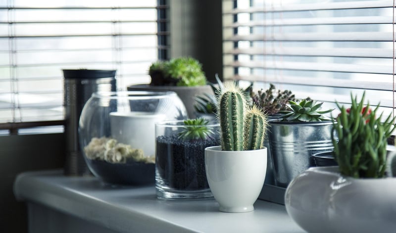 Plant Pot Painting